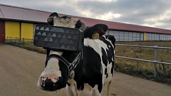 Russian dairy cows have been fitted with virtual-reality headsets, pictured, in an experiment to see whether the cutting-edge technology can improve milk production (Twitter)