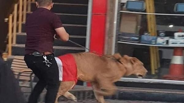 Lion on the streets of Baghdad (Twitter)