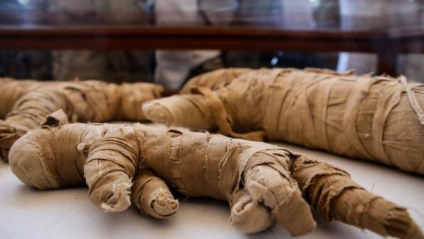 23 November 2019, Egypt, Giza: Mummified statues that was found inside a cache, on display at the Saqqara necropolis. (Photo: Samer Abdallah/dpa)