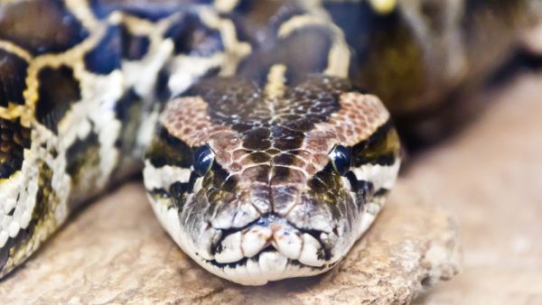 Python (Shutterstock)	