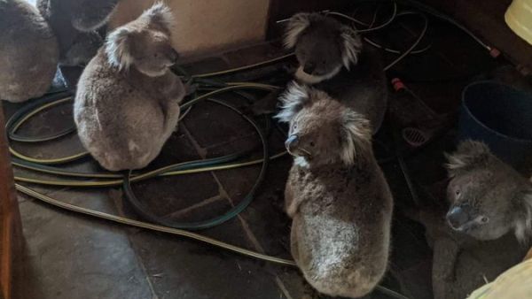 Some saved koalas cooling off from the fires (Twitter)