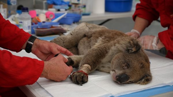 An injured Koala is being treated for burns by a vet at a makeshift field hospital at the Kangaroo Island Wildlife Park on Kangaroo Island on January 14, 2020. Hundreds of koalas have been rescued and brought to the park for treatment after bushfires ravaged the island off the south coast of Australia. PETER PARKS / AFP