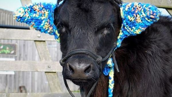 The calf, called Barney, was one of two Welsh black cattle twins to be born at The Bug Farm near St David's, Wales, in September. Now, at five months old, he has become a star after modelling a pair of ear-muffs to help him fend off pneumonia (Dailymail)