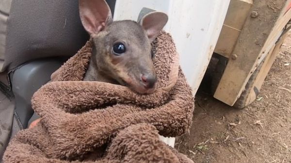 He wrapped the joey in a blanket and took it to the vet, but pleaded with his social media followers to donate to injured wildlife. (Instagram)
