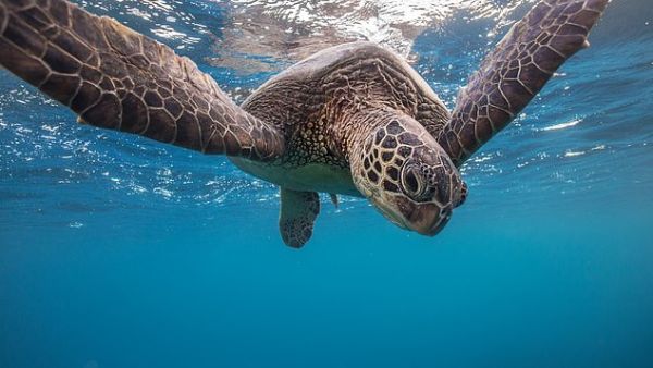 (Shutterstock/ File Photo)