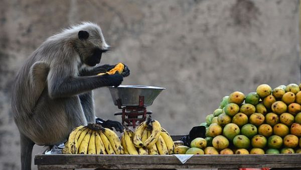 The marauding monkeys sparked a mass exodus after they destroyed crops and looted homes in Narasapuram. (AFP/ File Photo)