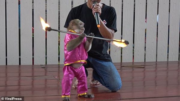 A monkey was also shown wearing a purple suit and spinning a flaming stick during the show. (Viral Press)