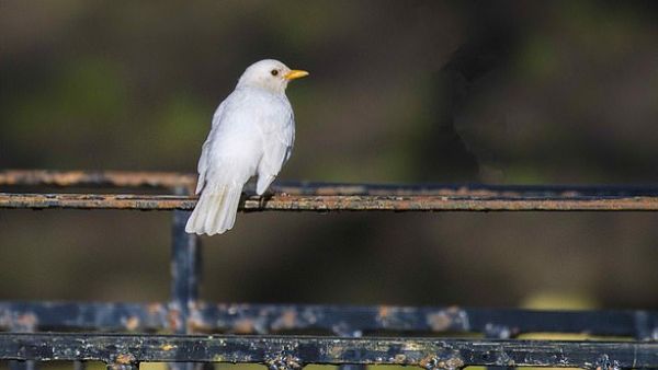 Pictured: The white blackbird in Minster, Dorset, which is more vulnerable to predators due to its colourless feathers. (David Boag/ Triangle News)
