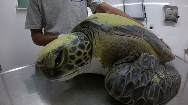 Vets treating the turtle say it is on course to make a full recovery and is responding well to treatment after 'eating greens, especially salad and algae' (EPA)