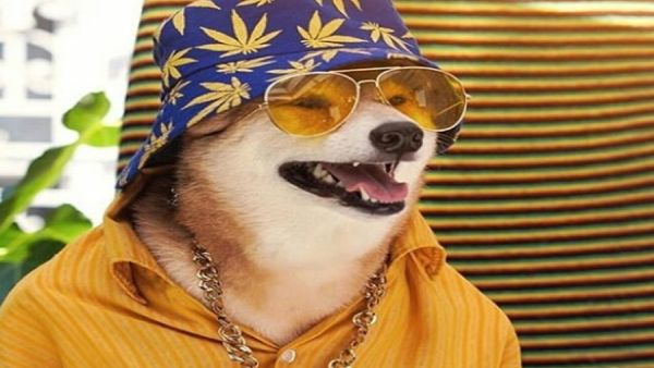 بنت كلب