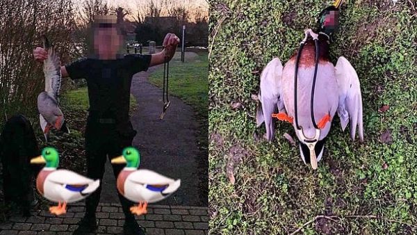 Children have been posting images to their social media accounts which show them with dead animals (left) and animals with catapults around their necks (right). (Daily Mail/ Surrey Police)