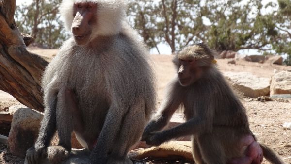 أهالي "جازان" يناشدون الجهات المسؤولة لتفعيل دور مكافحة "قرود البابون"