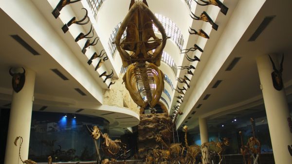 The Natural History Museum at The Giza Zoo, Egypt (Shutterstock)	