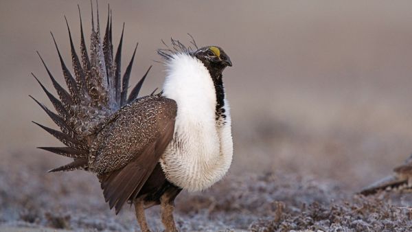 Greater sage grouse (Shutterstock)	