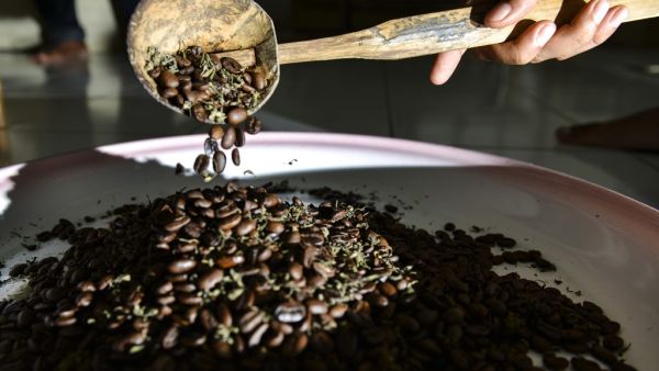 This photo taken on December 10, 2019 shows coffee beans with marijuana in Banda Aceh, Aceh province. The contraband mixture of cannabis and coffee is a hit with locals and buyers in other parts of the Southeast Asian archipelago, who pay 1.0 million rupiah (75 USD) for a kilo of it. CHAIDEER MAHYUDDIN / AFP