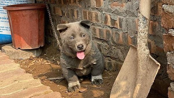 The pup is a friendly one and loves to play with two furry friends that the family also look after (pictured). (Facebook)