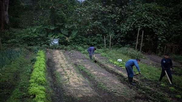 The actor, who has reportedly earned £31million as the brand's ambassador, said he was saddened after youngsters were filmed working eight-hour days on plantations for less than £5 (file photo, Tena, Cundinamarca, Colombia/Getty Images)