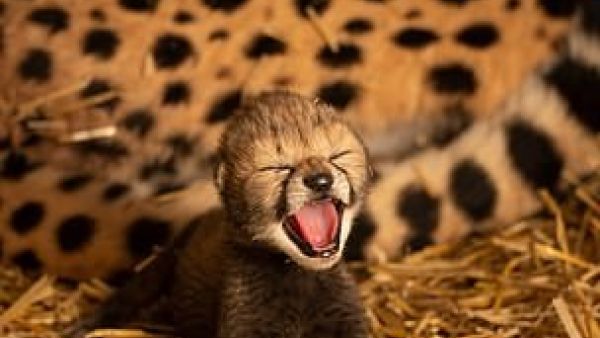 Eggs from both females were extracted and fertilized in a Columbus Zoo laboratory using thawed semen originally collected in February 2019 from two cheetahs: a male from Fossil Rim Wildlife Center and another from SCBI. Pictured are the baby cubs (Dailymail)