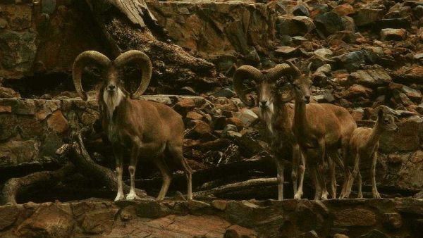 Sheep Urial (Twitter)