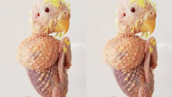 Coco has psittacine beak and father disease, more commonly known as PBFD, a highly contagious viral disease that stops a bird's feathers from growing. (Caters News Agency)