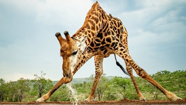 The private game reserve has around ten wildlife-rich hides which are specifically adapted for photographers to snap away without causing distress in the majestic beasts' natural habitat (Dailymail/S.Roos)