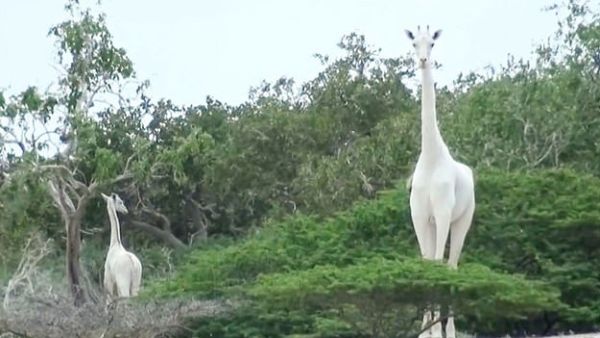 A female white giraffe and her calf have been killed by poachers in Garissa in eastern Kenya (AFP)