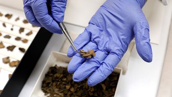 Real pieces of Dead Sea Scrolls like the one pictured had a number of discrepancies compared to the faked counterparts, including the materials on which they were inscribed (stock). (AFP/File)