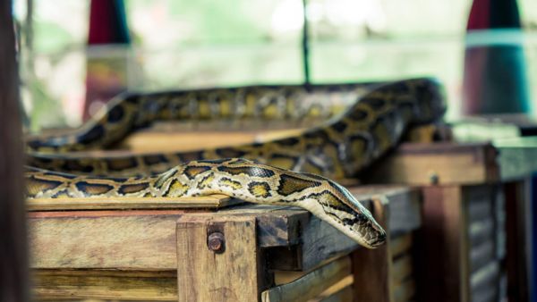 Police in China are pictured holding the python which has allegedly hidden in the ceiling of an entertainment complex for 10 years. The snake crashed through plasterboard last week. (Shutterstock)