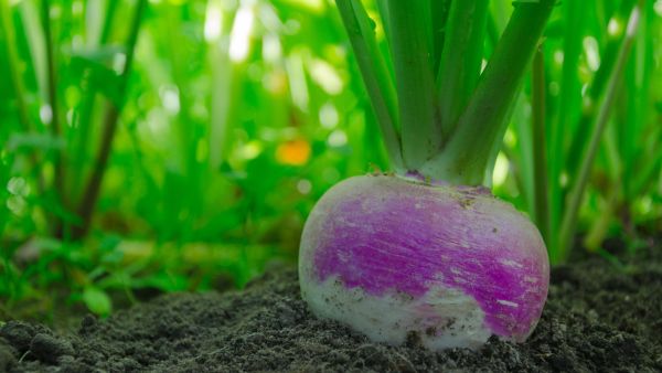 يمكن أن يساعد اللفت الأخضر في الحفاظ على صحة الجلد والشعر