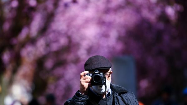 A man with a protection mask takes pictures of blooming cherry trees at the Heerstrasse street in Bonn, western Germany on April 5, 2020 amid the spread of the novel coronavirus COVID-19. The cherry blossom street in Bonn became famous after photographers started posting pictures of it on the web in the 1980s. Ina FASSBENDER / AFP