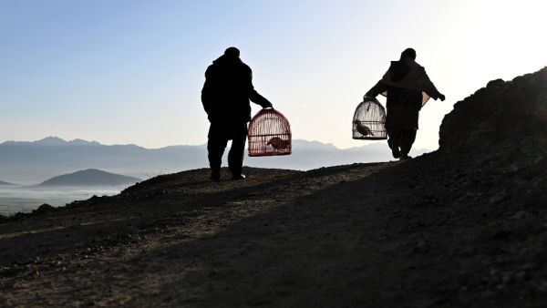 Men carrying partridges in cages walk on a hillside on the outskirts of Kabul on April 12, 2020. Wakil KOHSAR / AFP