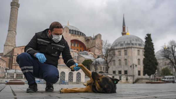 A member of Istanbul Metropolitan municipality plays with a stray dog near empty Hagia Sophia square in Istanbul on 1 April 2020 (AFP)