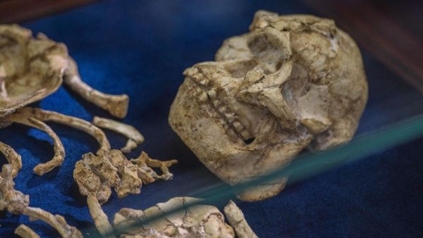 Little Foot’s fossilised hominid skeleton on display at the University of the Witwatersrand in Johannesburg. Picture: AFP