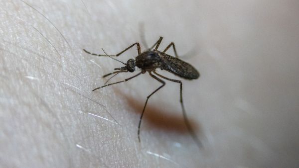 4 طرق طبيعية لطرد الحشرات المنزلية