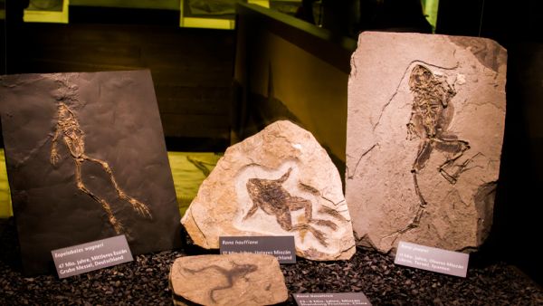 (Shutterstock/ File Photo)