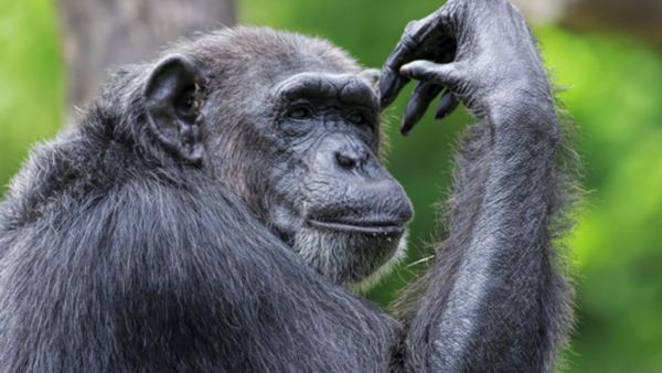 (Shutterstock/ File Photo)