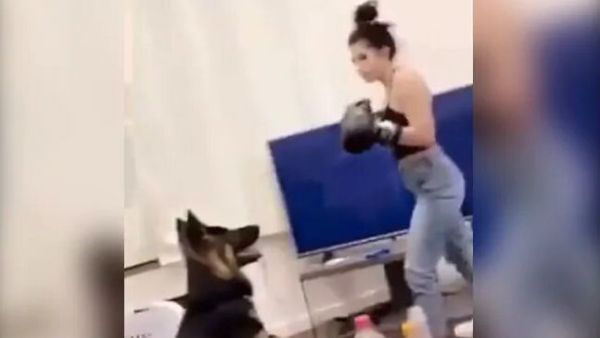أميركية تمارس الملاكمة على كلبها بوحشية