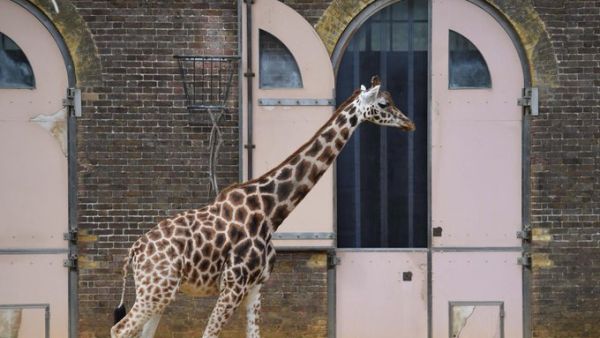 London Zoo  (Twitter)