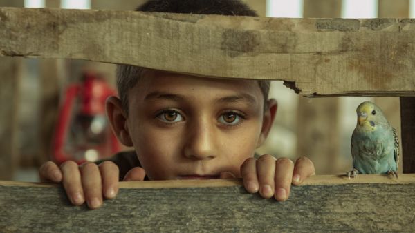 صورة "عصفوري"