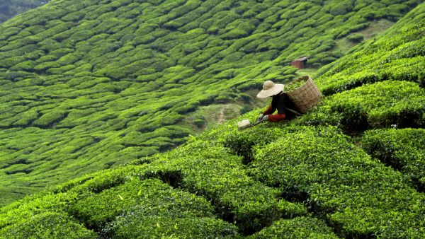 (Shutterstock/ File Photo)