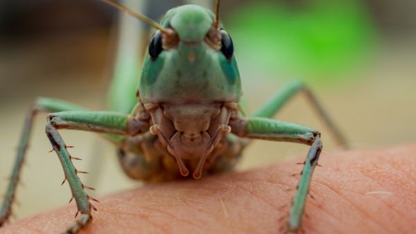 Locust (Shutterstock)