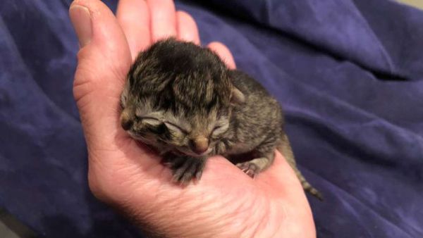 Kitten with two faces (Twitter)