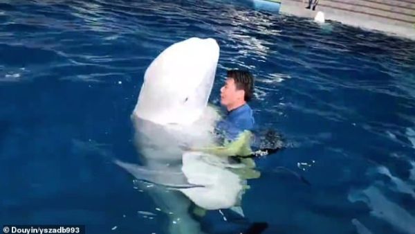 The aquarium worker is believed to have deleted the original clip and similar videos from his social media page following the controversy. (Video Screenshot)