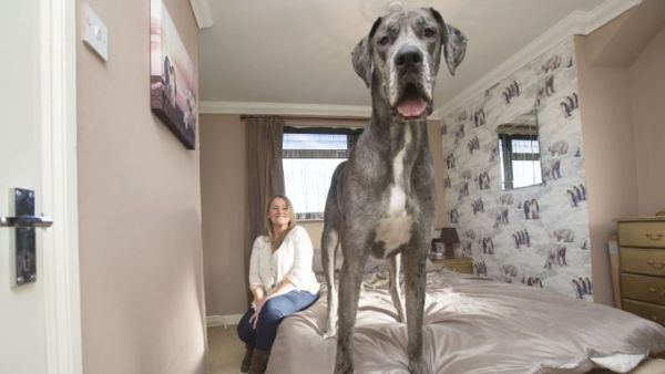 An enormous Great Dane called Freddy is officially a record-breaker after being crowned the world’s tallest dog (Twitter)