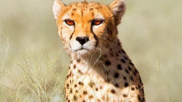 This Asiatic cheetah, caught on camera in the Naybandan Wildlife Refuge (Twitter)