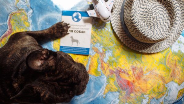 Thirty-eight of the dogs were dead on arrival and the surviving animals were discovered suffering dehydration, weakness and vomiting.  (Shutterstock/ File Photo)