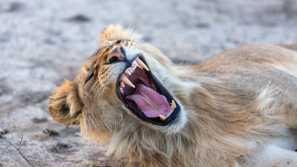 (Shutterstock/ File Photo)