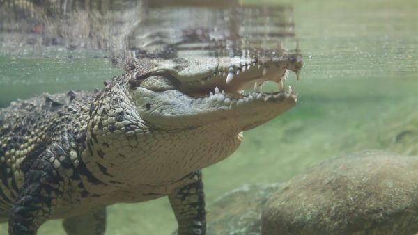 (Shutterstock/ File Photo)