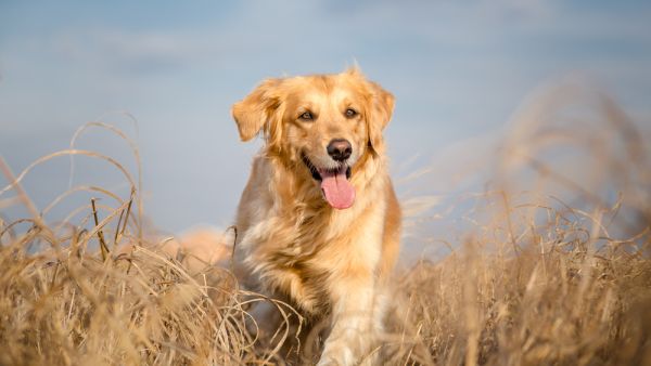 Augie celebrated her 20th birthday April 24. (Shutterstock/ File Photo)