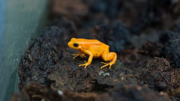 Golden mantella. (Shutterstock/ File Photo)